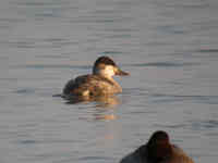 Érismature rousse Oxyura jamaicensis