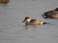 Érismature rousse Oxyura jamaicensis