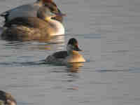 Érismature rousse Oxyura jamaicensis