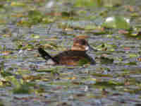 Érismature rousse Oxyura jamaicensis