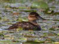 Érismature rousse Oxyura jamaicensis