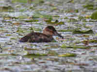 Érismature rousse Oxyura jamaicensis