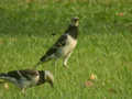 Étourneau à cou noir Sturnus nigricollis