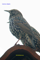 Sturnus vulgaris