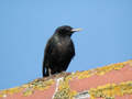 Étourneau sansonnet Sturnus vulgaris