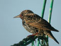 Étourneau sansonnet Sturnus vulgaris