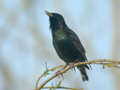 Grand Cormoran Phalacrocorax carbo