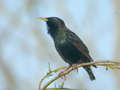 Grand Cormoran Phalacrocorax carbo