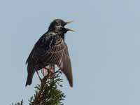 Étourneau sansonnet Sturnus vulgaris