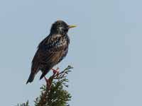 Étourneau sansonnet Sturnus vulgaris