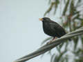 Étourneau unicolore Sturnus unicolor