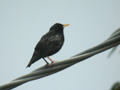 Étourneau unicolore Sturnus unicolor