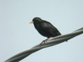 Étourneau unicolore Sturnus unicolor