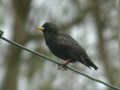 Étourneau unicolore Sturnus unicolor