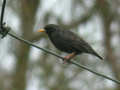 Étourneau unicolore Sturnus unicolor