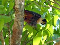 Faucon des chauves-souris Falco rufigularis