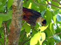 Faucon des chauves-souris Falco rufigularis