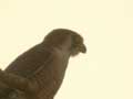 Faucon chicquera Falco chicquera