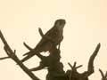 Faucon chicquera Falco chicquera
