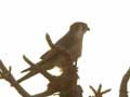 Faucon chicquera Falco chicquera