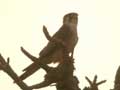 Faucon chicquera Falco chicquera
