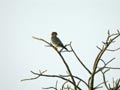 Faucon chicquera Falco chicquera