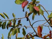 Fauconnet  collier Microhierax caerulescens