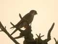 Faucon à cou roux Falco ruficollis
