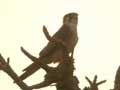 Faucon à cou roux Falco ruficollis