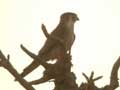 Faucon à cou roux Falco ruficollis