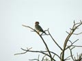 Faucon à cou roux Falco ruficollis