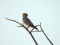 Faucon à cou roux Falco ruficollis