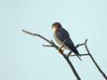 Faucon à cou roux Falco ruficollis