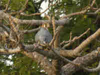 Faucon à cou roux Falco ruficollis