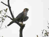 Faucon à cou roux Falco ruficollis