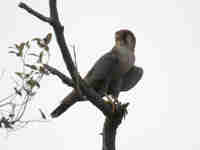 Faucon à cou roux Falco ruficollis