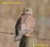Falco tinnnuculus