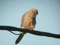 Faucon crécerelle Falco tinnunculus