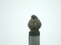 Faucon crécerelle Falco tinnunculus