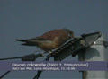 Faucon cr&eacute;cerelle Falco tinnunculus
