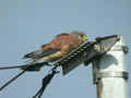 Faucon crécerelle Falco tinnunculus