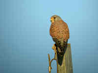 Faucon crécerelle Falco tinnunculus