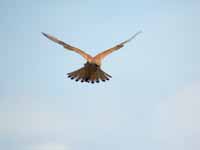 Faucon crécerelle Falco tinnunculus