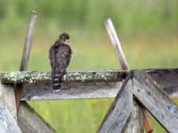 Faucon émerillon Falco columbarius