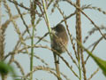 Fauvette grisette Sylvia communis