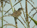 Fauvette grisette Sylvia communis