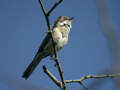 Fauvette grisette Sylvia communis