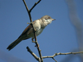 Fauvette grisette Sylvia communis