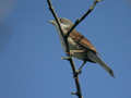 Fauvette grisette Sylvia communis