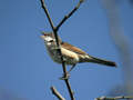 Fauvette grisette Sylvia communis